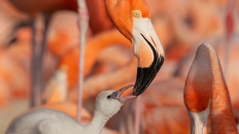 Baby Flamingo