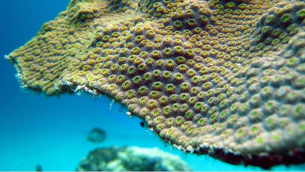 Close up of bright green coral with clear blue water in background