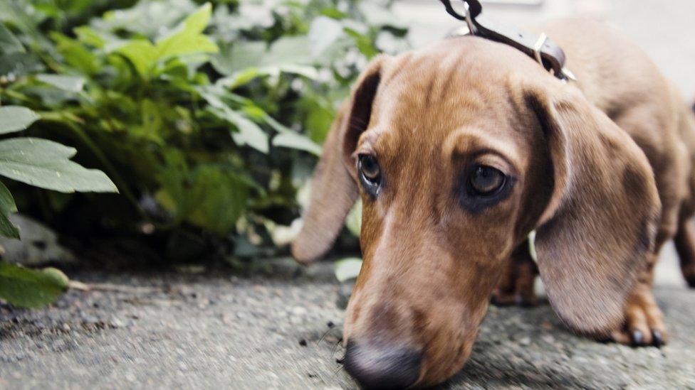 Dog sniffing the ground