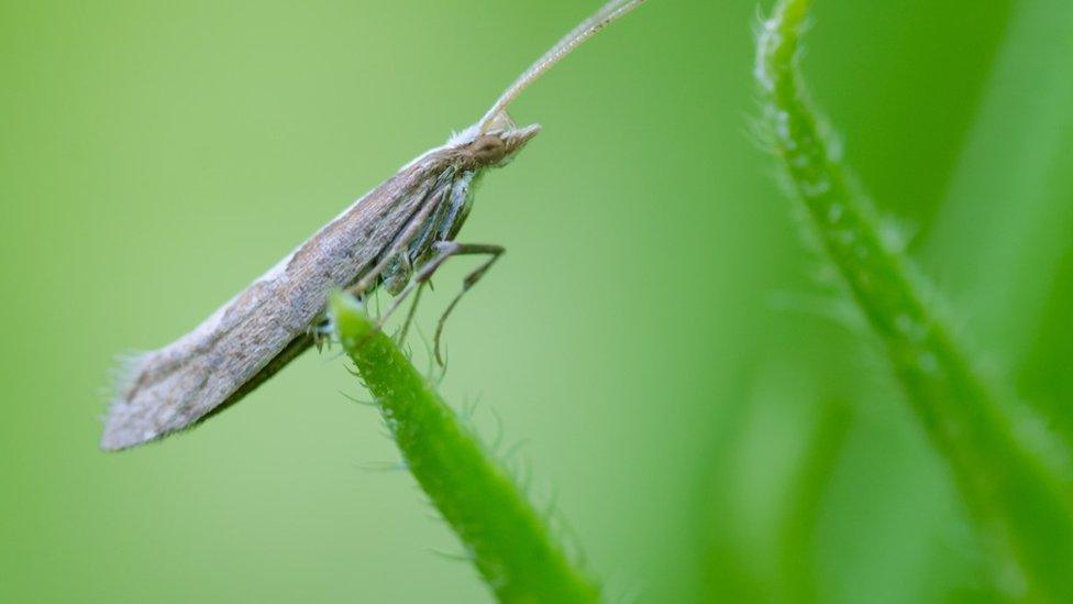 Diamond-back moth