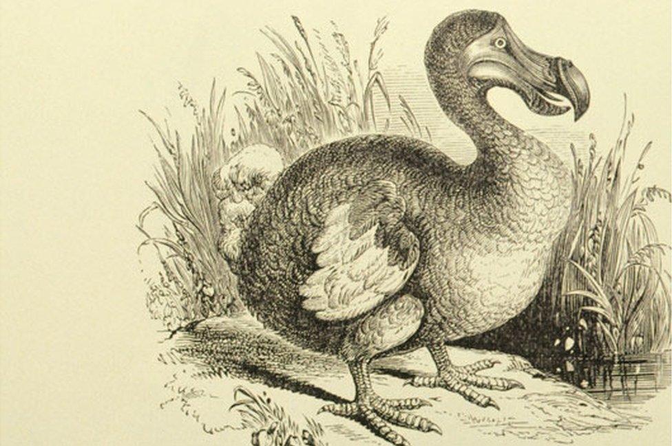 Engraving of a dodo