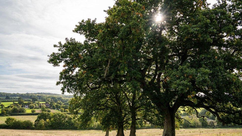 Yonder Oak Wood