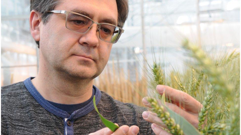 Eduard Akhunov of Kansas State University inspects a wheat plant