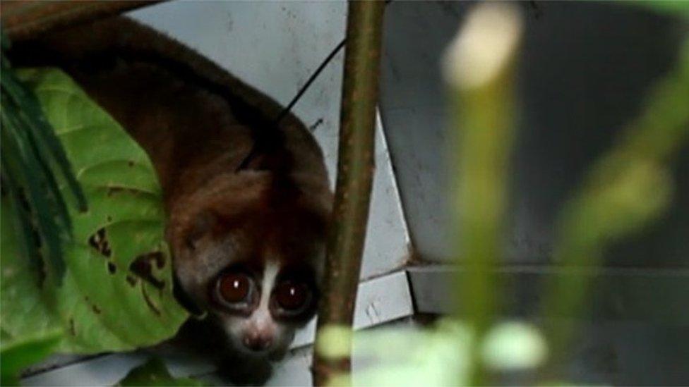 Slow loris