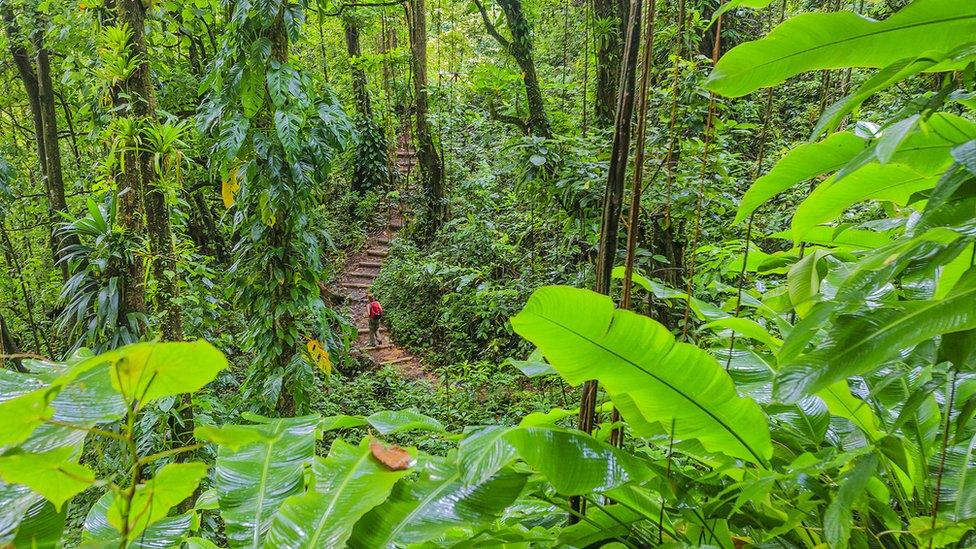 Tropical rainforest on mainland Saint Vincent