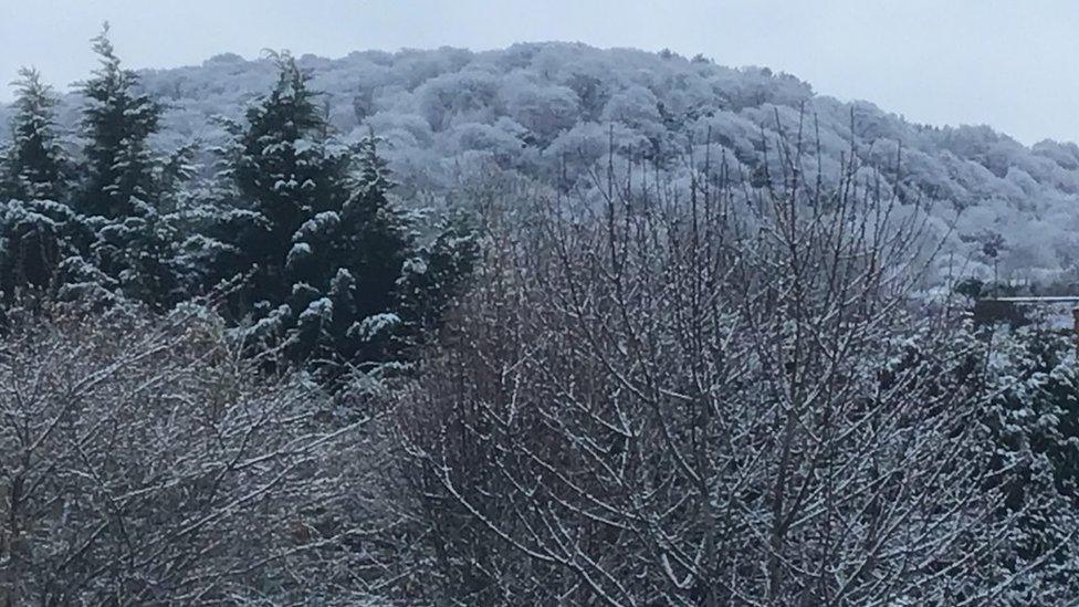 Trees in the snow