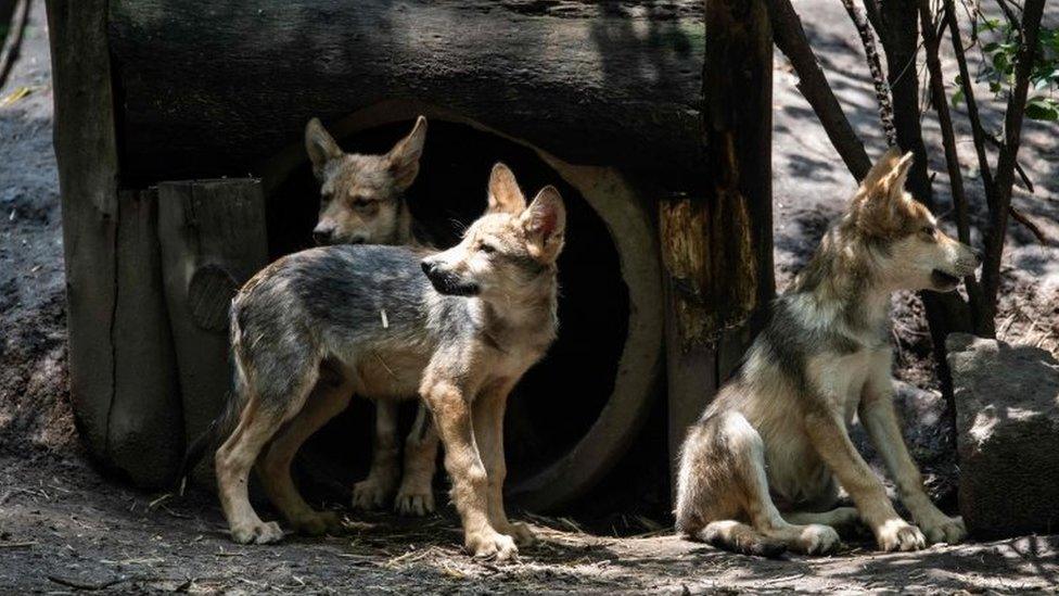 Three-month-old Mexican wolves (Canis lupus baileyi) are seen at the Coyotes Zoo in Mexico City on July 10, 2018.