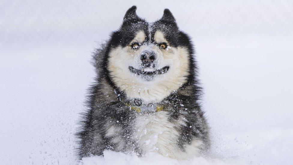 a dog in the snow looking surprised