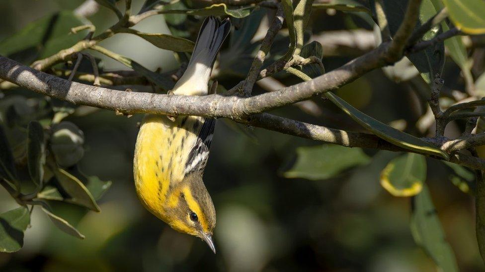 Blackburnian Warbler