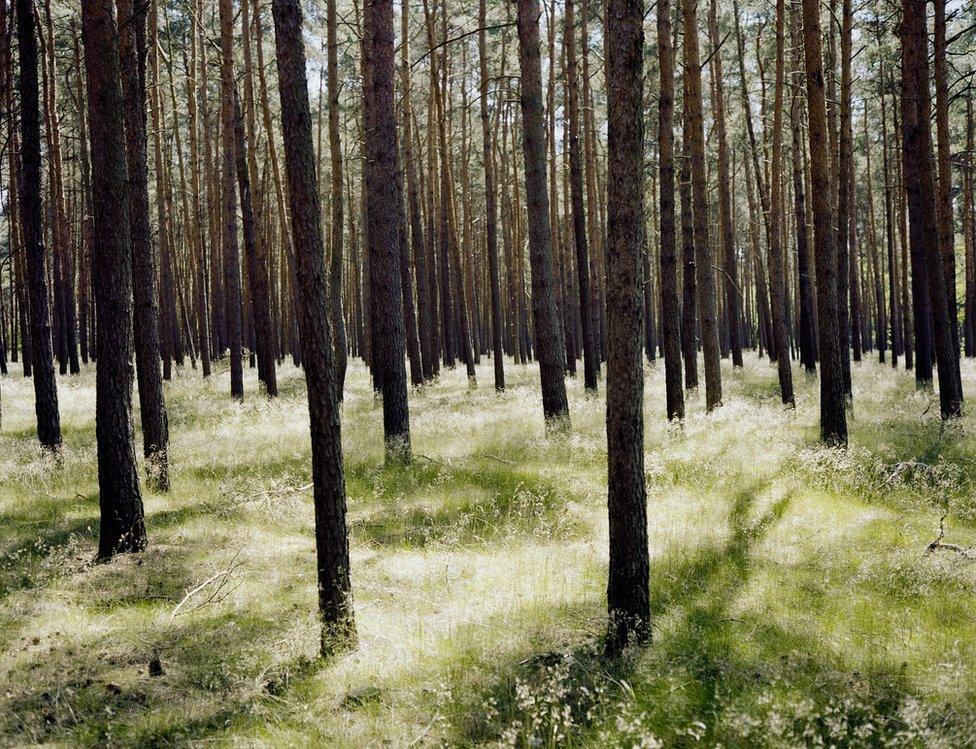 Forest in Brandenburg, 2014