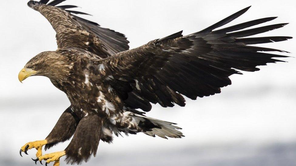 A white-tailed eagle