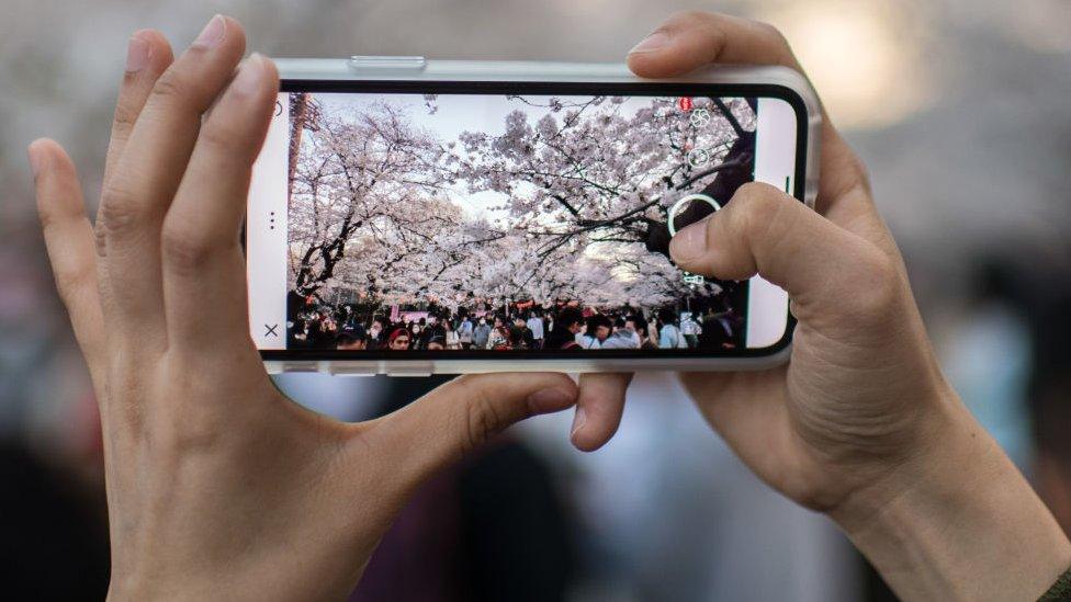 cherry blossom picture