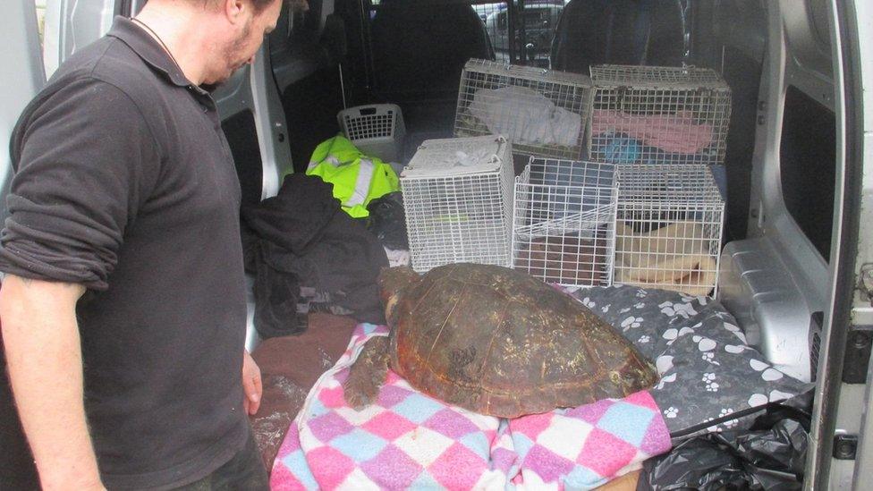 The turtle in the back of a van