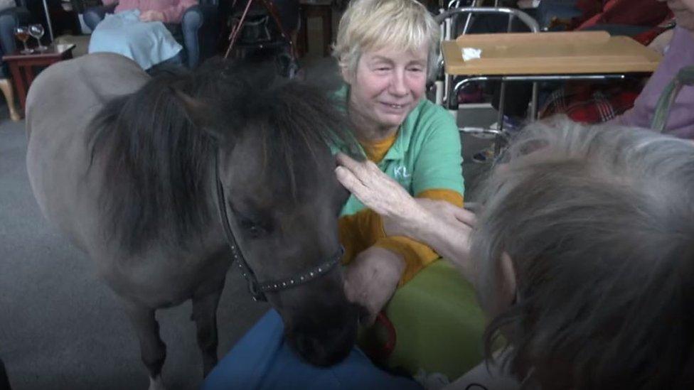 Horse in care home