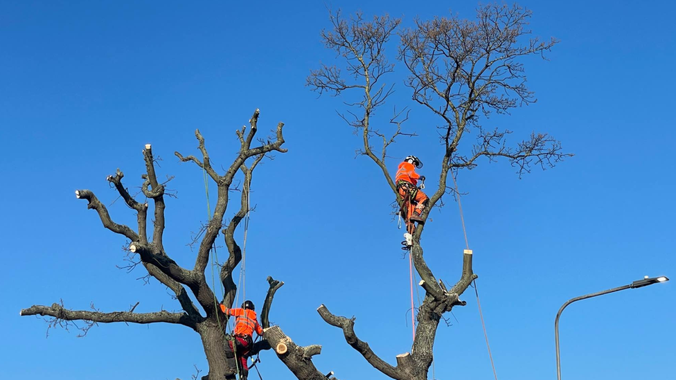 An oak tree being felled in Rochford