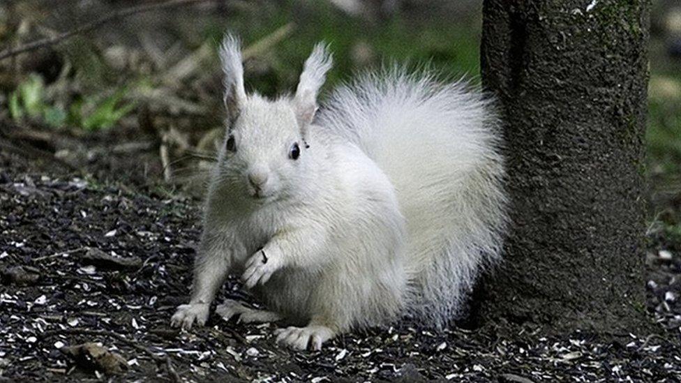 White squirrel