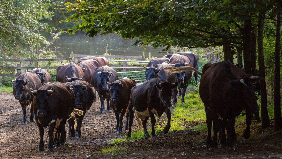 Gloucester cattle herd