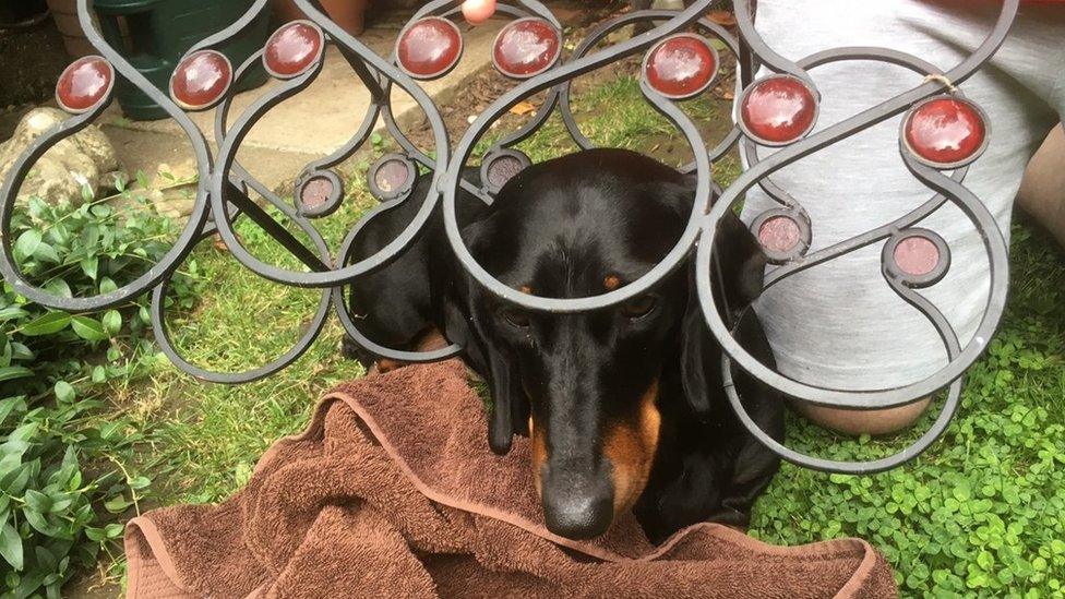 Dog in a wine rack