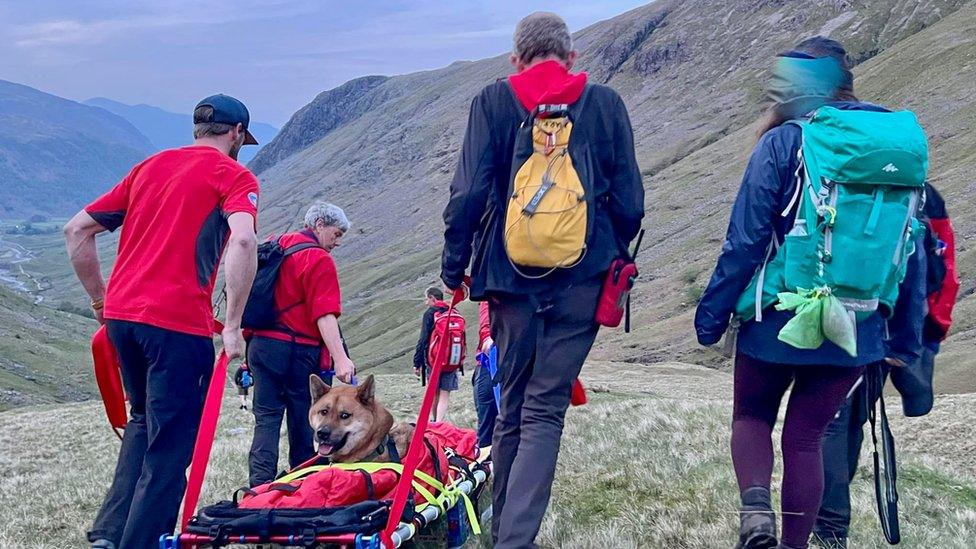 Dog being carried