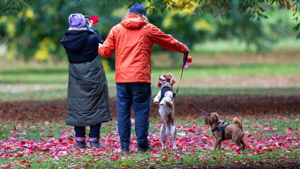 Dogs in a park