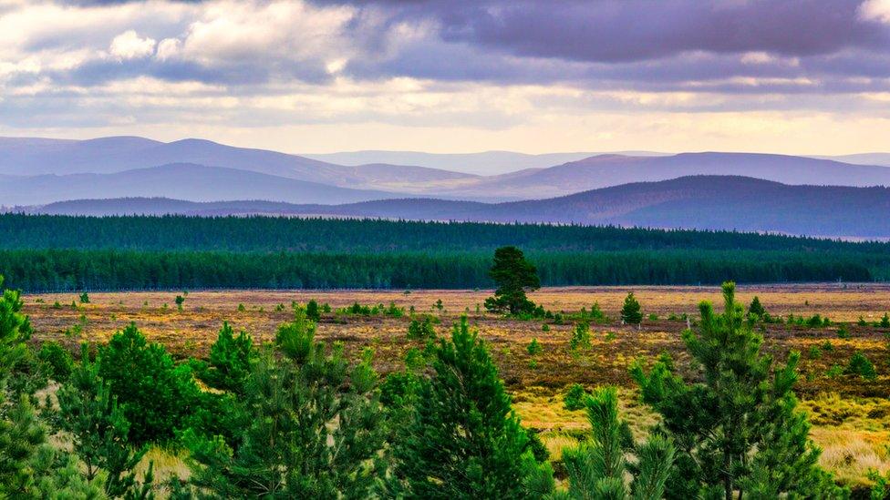 Cairngorms