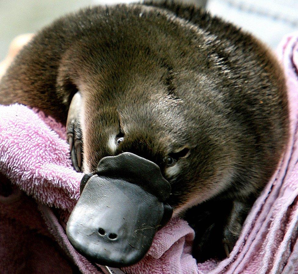 A baby platypus being held in a towel before being transferred back to it's burrow after emerging for the first time on 16 February 2006 at Sydney's Taronga Zoo.