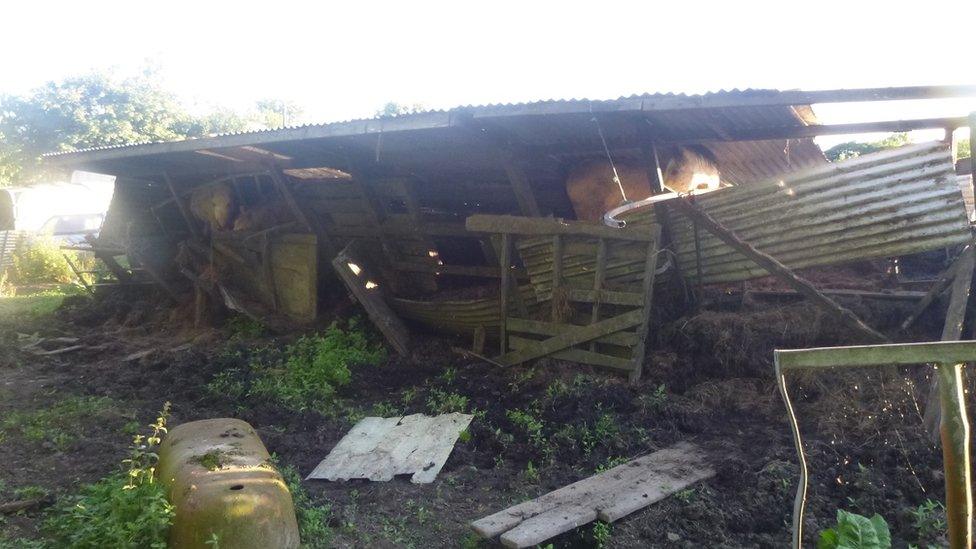 Ponies in collapsed barn