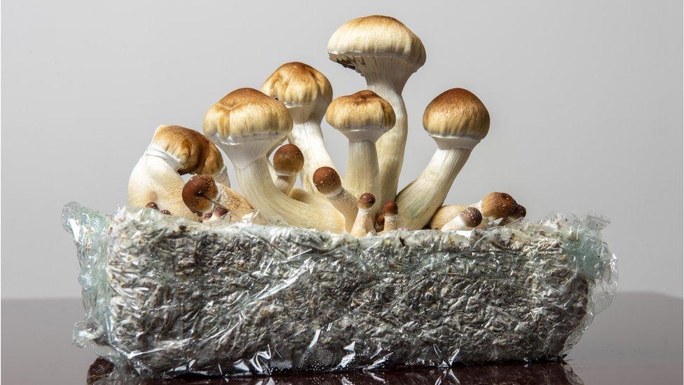 Psilocybe cubensis, magic mushrooms