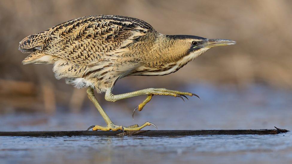 A bittern perching on wood