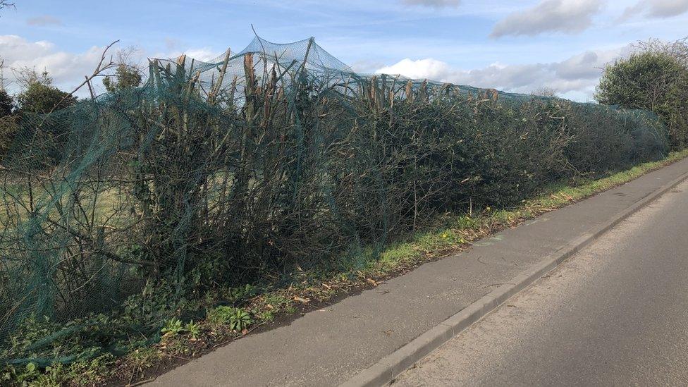 Hedges in Derby Road, in Hilton, Derbyshire