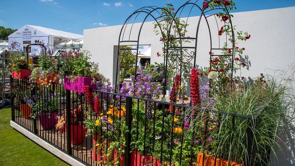 The Cirrus Garden at the RHS Chelsea Flower Show