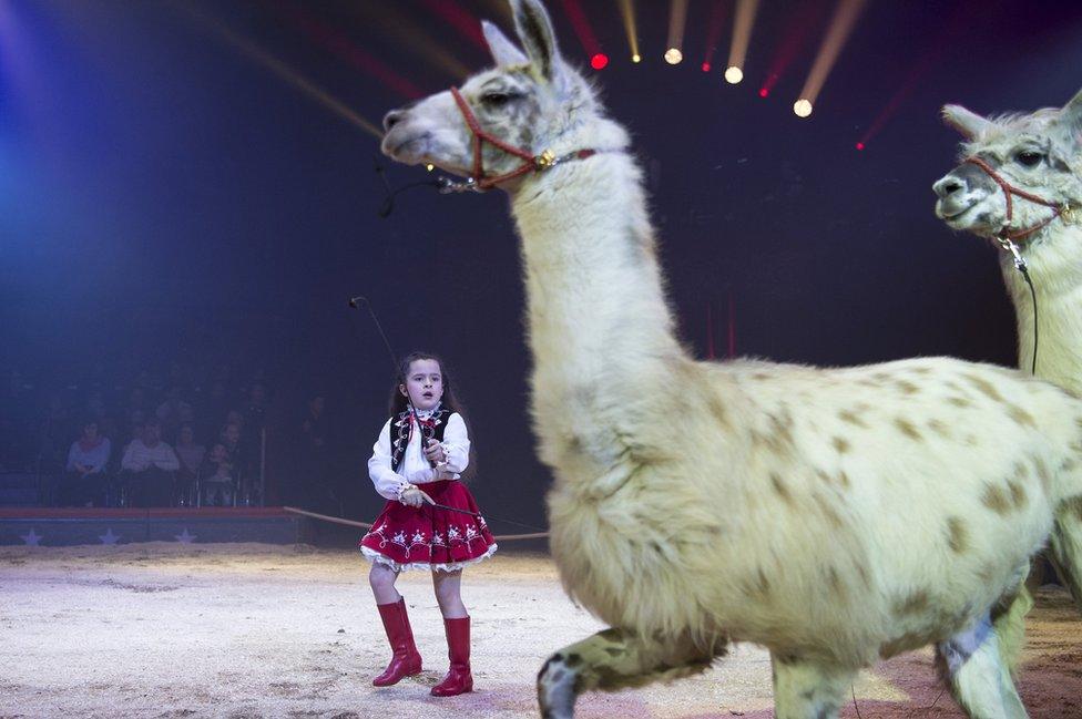 Swiss artist Chanel Marie Knie with her llamas during her performance.