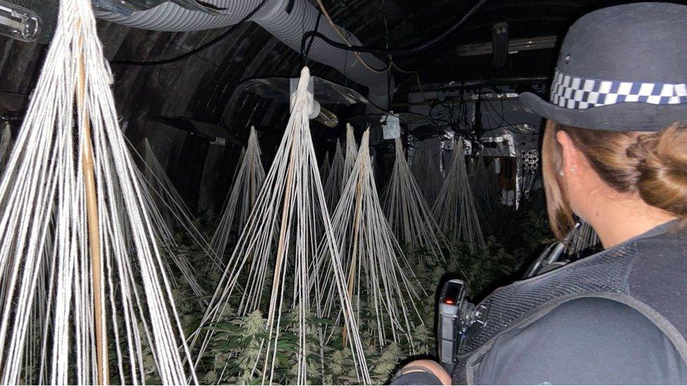 A police officer inside the cannabis farm