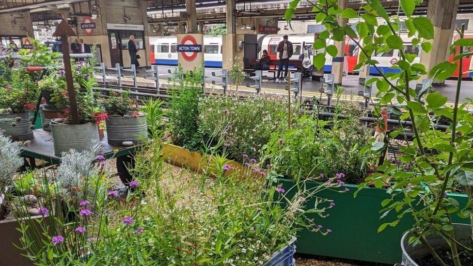 Metal and wooden planters are full of greenery on a disused platform at Acton Town station.