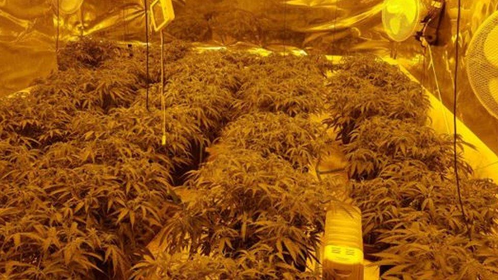 Cannabis factory