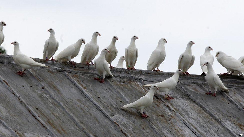 File photo: White pigeons roosting, 24 June 2015