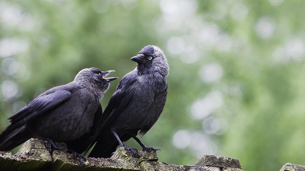 Jackdaw