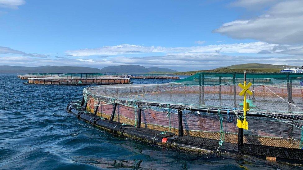 Scottish Sea Farms, 5G