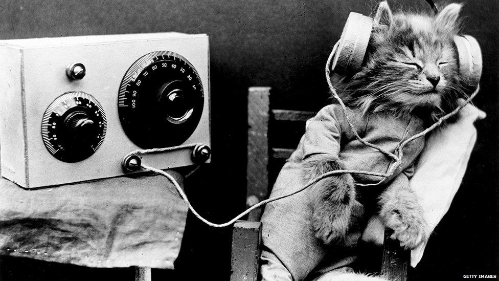 Radio kitten