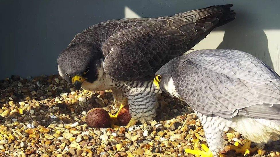 Peregrine falcons and eggs photographed at Cromer Church