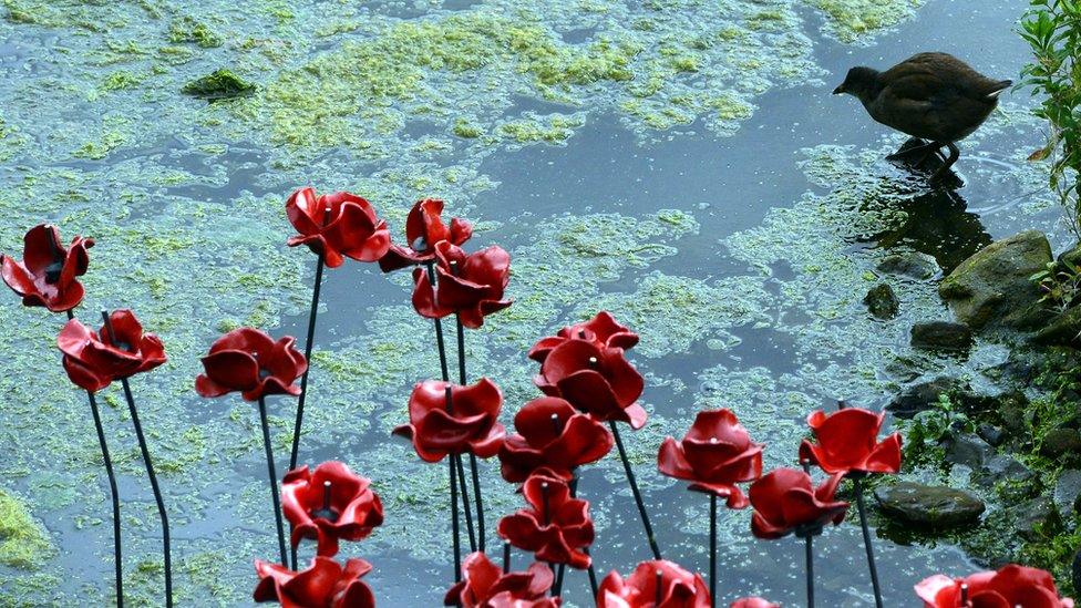 Poppies at Yorkshire Sculpture Park