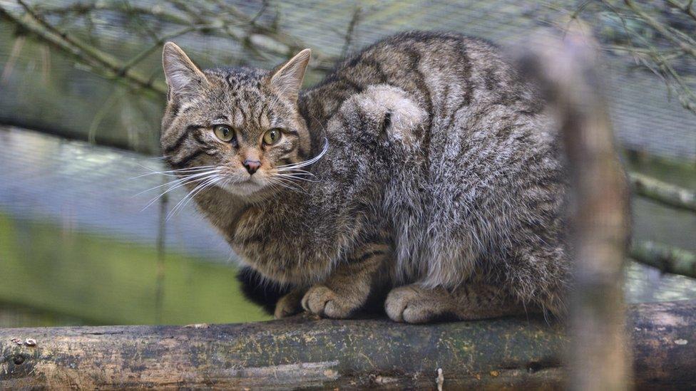 Captive wild cat