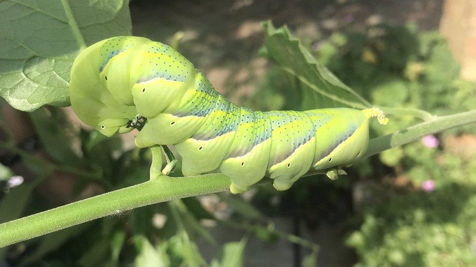 Caterpillar