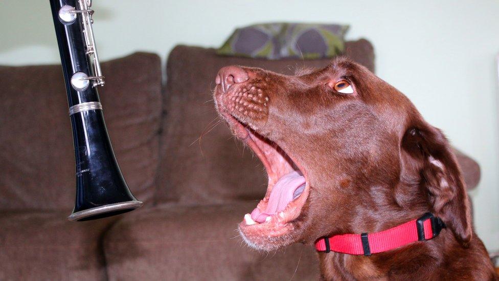 dog with clarinet