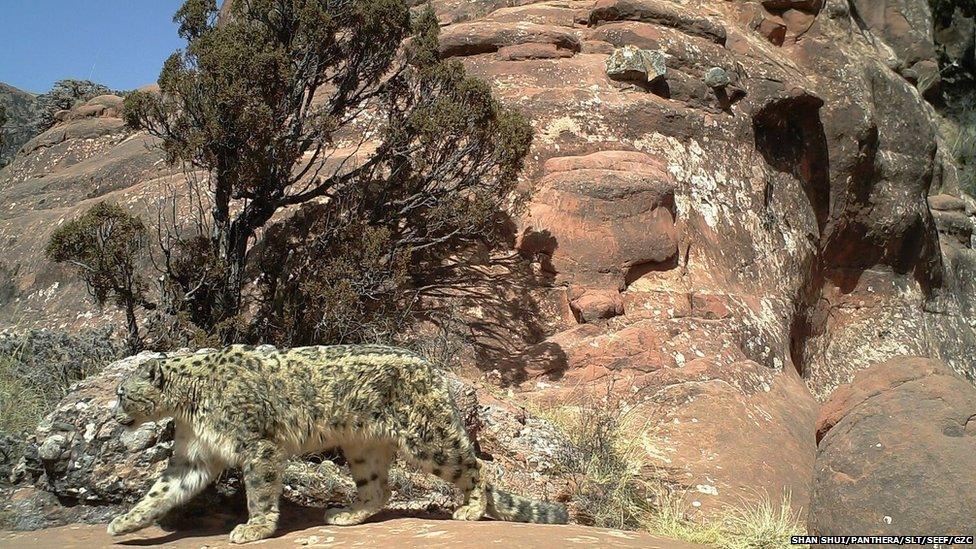 A snow leopard in its traditional habitat in Qinghai province, China on 4 March 2016