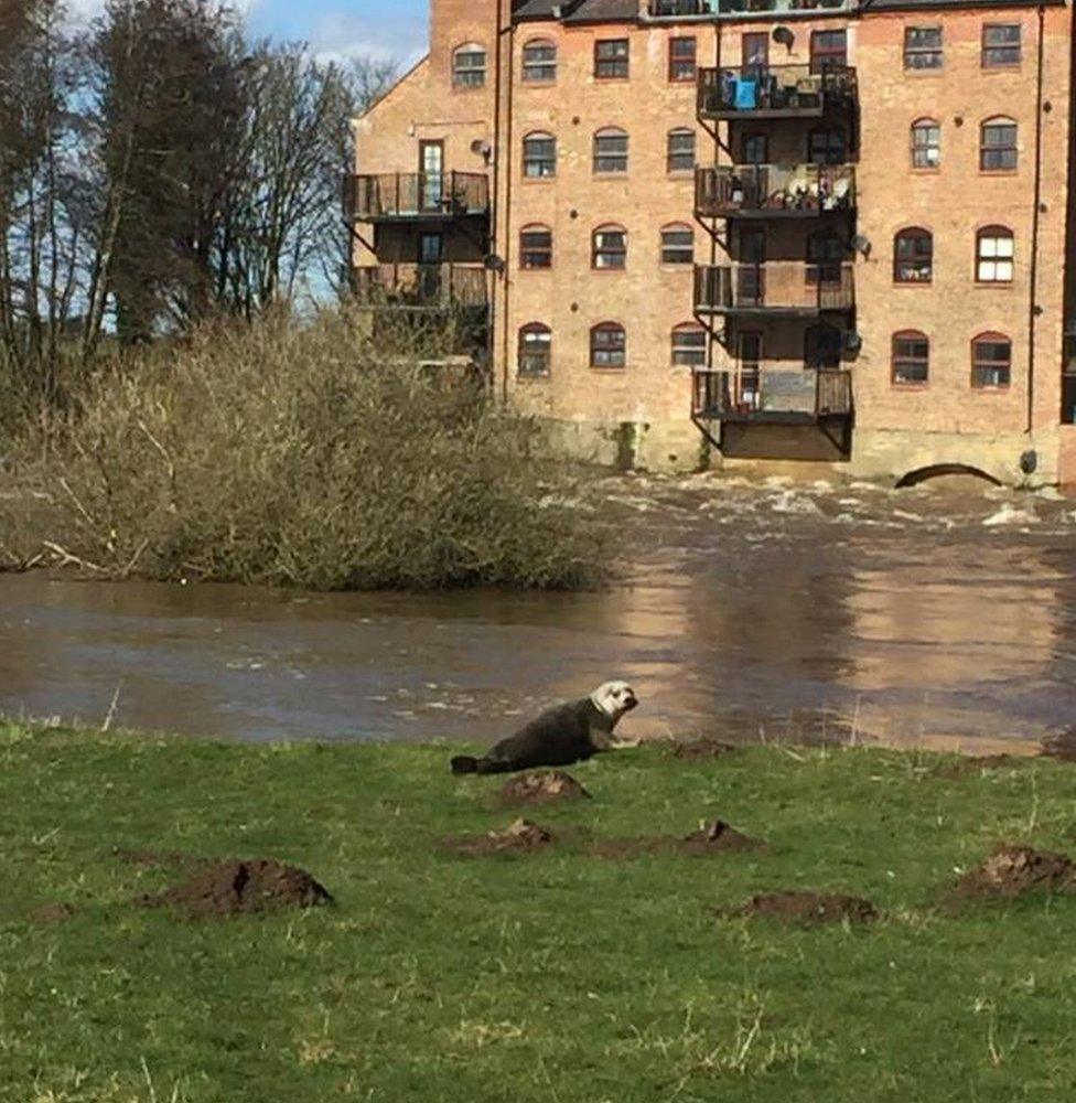 Seal on a riverbank with a block of flats in the background