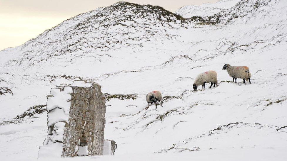 Sheep on snowy hill in Yorkshire Dales