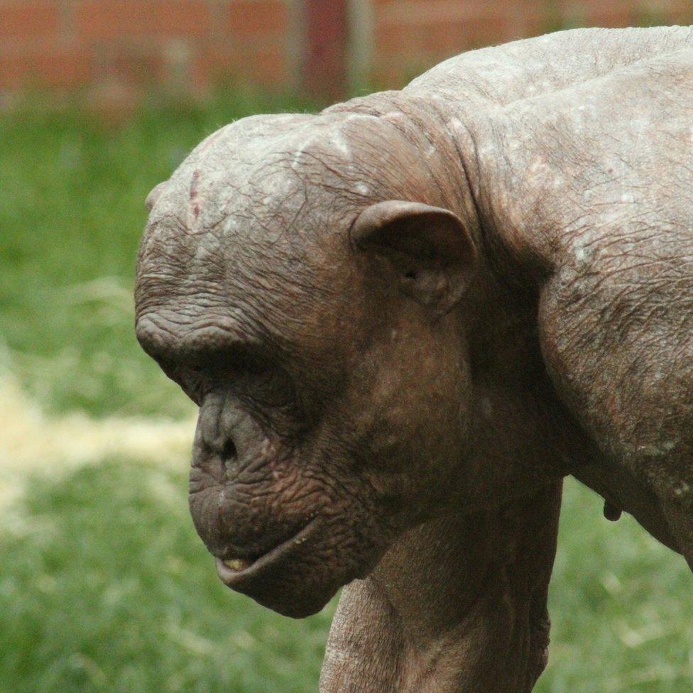 Jambo the hairless chimp