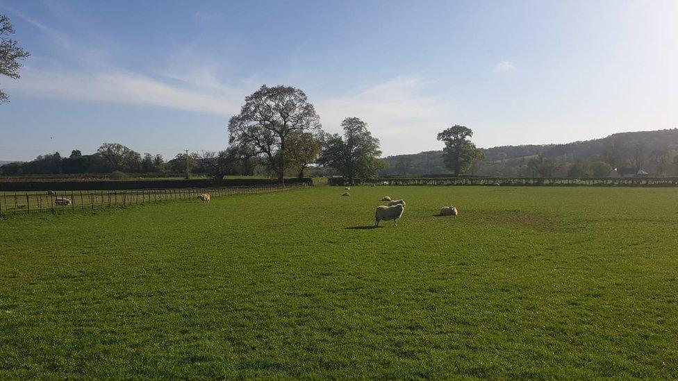 Sheep in a field