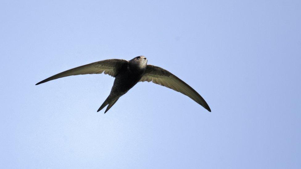 Swift, Apus apus, single bird in flight, Oxfordshire, April 2012